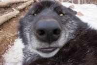 Wat dog
