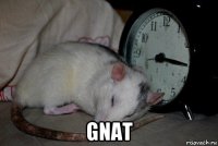  gnat