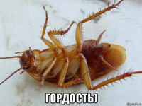  гордость)