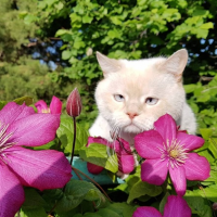 Фунтик