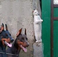Кот доберманы