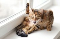 Кот лижет яйца