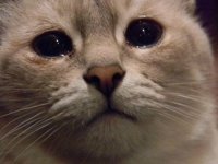Кот