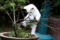 Кот