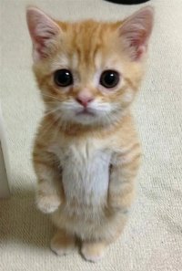 Кот