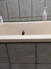 Котэ
