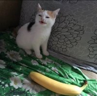 Лето