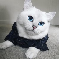 Мем кот