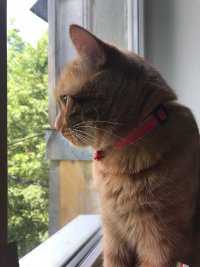 Печальный кот