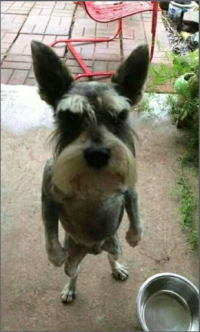 Собака
