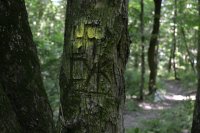 СУК ЁЖ ИЛИ СВАСТИКА