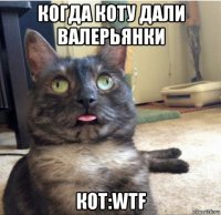 когда коту дали валерьянки кот:wtf