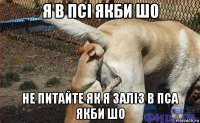 я в псі якби шо не питайте як я заліз в пса якби шо