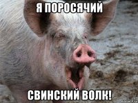 я поросячий свинский волк!