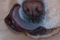 Chows tongue