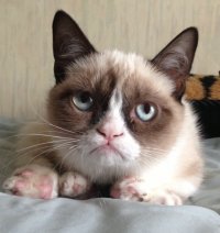 Грустный кот Я вас умоляю