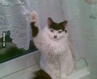 Hitler cat