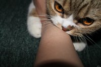 Кот кусается создать мем