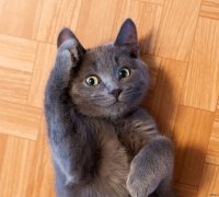 Все мемы Кот отдаёт честь