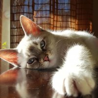 Котэ грустит