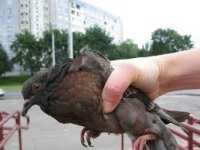 Создать мем Обосраный голубь