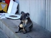 Sadkoala