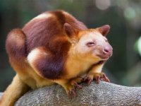 Wicked kangaroo
