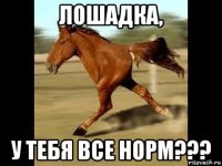 лошадка, у тебя все норм???