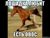 лошадка любит есть овос