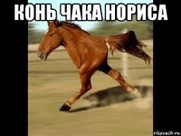 конь чака нориса 