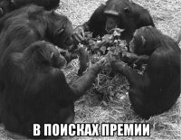  в поисках премии