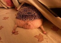 Создать мем Еж