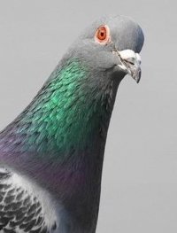 Создать мем Голубь Обыкновеннный