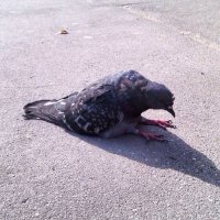 Создать мем Грустный голубь сидит