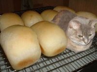 Создать мем КОТЕ