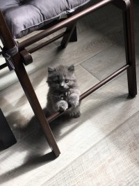 Создать мем Котенок нипки
