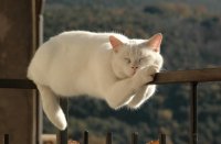 Создать мем Котик