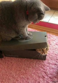 Создать мем Коттедж