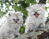 Создать мем Коты