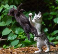 Создать мем Котята
