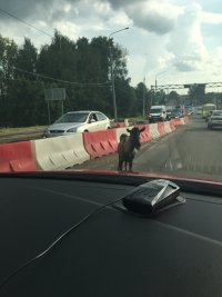 Создать мем Козёл на дороге