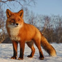 Создать мем Лето Жёлтого Лиca
