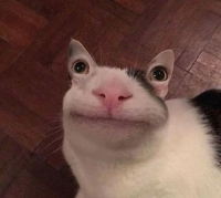 Создать мем Привет я кот