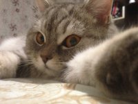 Создать мем Спокойной ночи киса