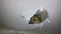 Создать мем Ввв