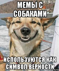 мемы с собаками используются как символ верности