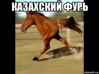 казахский фурь 