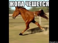 жопа чешется 