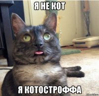 я не кот я котостроффа