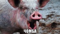  чомба